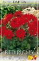Георгина Ред Пигми 1 шт