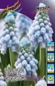 Мускари Valerie Finnis 6/7 200 шт