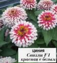 Цинния Свизли красная с белым ССО