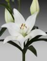 Лилия Тавира 10 шт