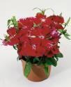 Гвоздика Диана алая ССО