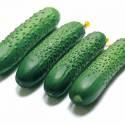 Огурцы Спино F1 СиО