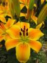 Лилия Голден Джой 7 шт