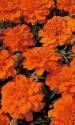 Бархатцы Оранжевое кружево ЦС