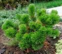 Сосна Pinus mugo C2 
