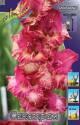 Гладиолус Санстрам 10 шт 