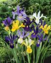 Ирис Смесь Голландских Ирисов 6/7 10 шт