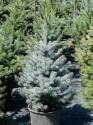 Ель колючая Глаука P9