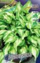 Хоста Альбопикта 1шт
