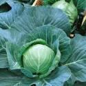 Капуста белокочанная Лагрима F13625 СиО