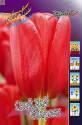 Тюльпан Скай Хай Скарлет 11/12 100 шт