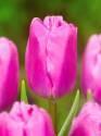 Тюльпан Пинк Флаг триумф  10 шт 11/12