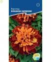 Бархатцы Бонанза хармони Акв
