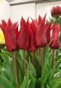 Тюльпан Исаак Шик 7 шт