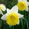 Нарцисс Ма Белль 7 шт