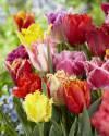 Тюльпан Бахромчатые смесь сортов 10 шт