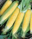 Кукуруза Царская F1 СиО