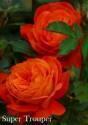Роза Супер Трупер 1 шт флорибунда