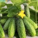 Огурцы Барвина F1 СиО