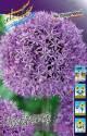 Лук декор. Allium Gladiator 14/16 30 шт