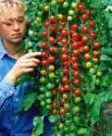 Помидоры Вишенка F1 СиО