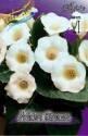Глоксиния Мон Блан 3 шт